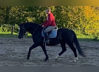 Weitere Warmblüter, Wallach, 7 Jahre, 165 cm, Rappe