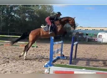 Meer warmbloeden, Ruin, 7 Jaar, 166 cm, Bruin