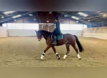 Meer warmbloeden, Ruin, 7 Jaar, 166 cm, Bruin