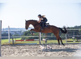 Meer warmbloeden, Ruin, 7 Jaar, 166 cm, Donkerbruin