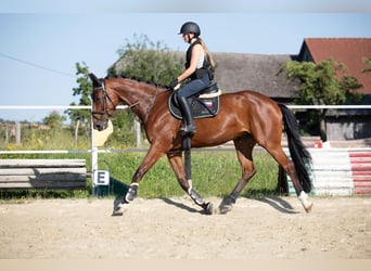 Meer warmbloeden, Ruin, 7 Jaar, 166 cm, Donkerbruin