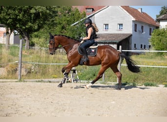 Meer warmbloeden, Ruin, 7 Jaar, 166 cm, Donkerbruin