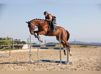 Meer warmbloeden, Ruin, 7 Jaar, 166 cm, Donkerbruin
