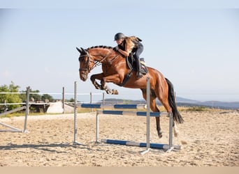 Meer warmbloeden, Ruin, 7 Jaar, 166 cm, Donkerbruin