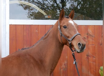 Meer warmbloeden, Ruin, 7 Jaar, 168 cm