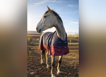 Meer warmbloeden, Ruin, 7 Jaar, 170 cm, Appelschimmel