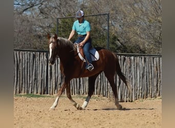 Meer warmbloeden, Ruin, 7 Jaar, 170 cm, Donkere-vos