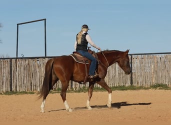 Meer warmbloeden, Ruin, 7 Jaar, 170 cm, Donkere-vos