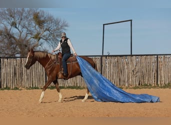 Meer warmbloeden, Ruin, 7 Jaar, 170 cm, Donkere-vos