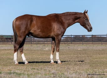 Meer warmbloeden, Ruin, 7 Jaar, 170 cm, Donkere-vos