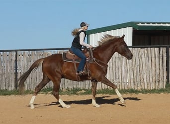 Meer warmbloeden, Ruin, 7 Jaar, 170 cm, Donkere-vos