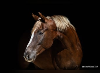 Meer warmbloeden, Ruin, 7 Jaar, 170 cm, Donkere-vos