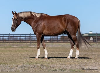 Meer warmbloeden, Ruin, 7 Jaar, 170 cm, Donkere-vos