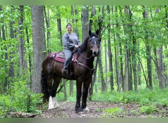 Meer warmbloeden, Ruin, 7 Jaar, 170 cm, Zwart