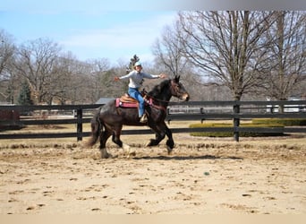 Meer warmbloeden, Ruin, 7 Jaar, 170 cm, Zwart