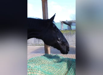 Meer warmbloeden, Ruin, 7 Jaar, 175 cm, Zwartbruin