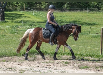 Meer warmbloeden Mix, Ruin, 8 Jaar, 146 cm, Gevlekt-paard