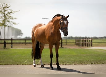 Meer warmbloeden, Ruin, 8 Jaar, 147 cm, Bruin