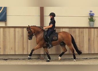 Meer warmbloeden, Ruin, 8 Jaar, 147 cm, Bruin