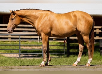 Meer warmbloeden, Ruin, 8 Jaar, 157 cm, Champagne