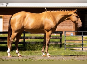 Meer warmbloeden, Ruin, 8 Jaar, 157 cm, Champagne