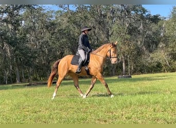 Meer warmbloeden, Ruin, 8 Jaar, 157 cm, Champagne