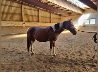 Meer warmbloeden, Ruin, 8 Jaar, 157 cm, Gevlekt-paard