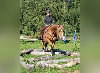 Meer warmbloeden, Ruin, 8 Jaar, 160 cm, Vos