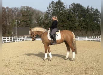 Meer warmbloeden, Ruin, 8 Jaar, 163 cm, Palomino