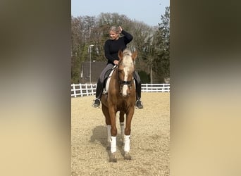Meer warmbloeden, Ruin, 8 Jaar, 163 cm, Palomino