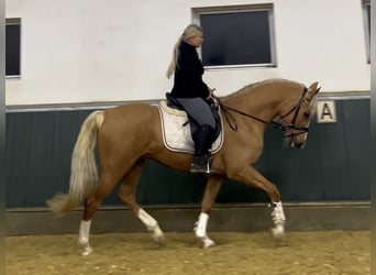 Meer warmbloeden, Ruin, 8 Jaar, 163 cm, Palomino