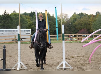 Meer warmbloeden, Ruin, 8 Jaar, 163 cm, Zwart