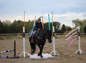 Meer warmbloeden, Ruin, 8 Jaar, 163 cm, Zwart