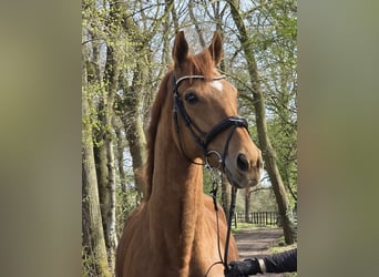 Meer warmbloeden, Ruin, 8 Jaar, 167 cm, Vos