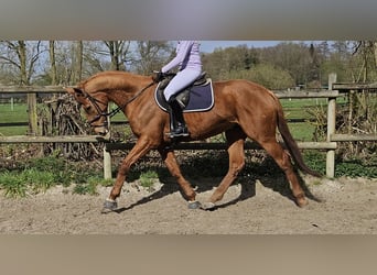 Meer warmbloeden, Ruin, 8 Jaar, 167 cm, Vos
