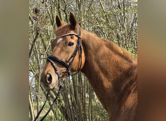 Meer warmbloeden, Ruin, 8 Jaar, 167 cm, Vos