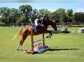 Meer warmbloeden, Ruin, 8 Jaar, 168 cm, Donkere-vos