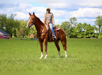 Meer warmbloeden, Ruin, 8 Jaar, 168 cm, Donkere-vos