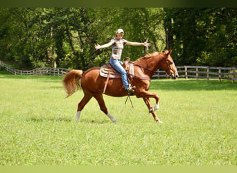 Meer warmbloeden, Ruin, 8 Jaar, 168 cm, Donkere-vos