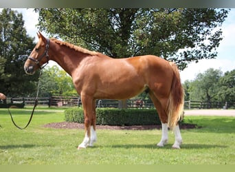 Meer warmbloeden, Ruin, 8 Jaar, 168 cm, Roodvos