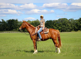 Meer warmbloeden, Ruin, 8 Jaar, 168 cm, Roodvos