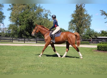 Meer warmbloeden, Ruin, 8 Jaar, 168 cm, Roodvos