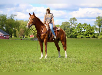 Meer warmbloeden, Ruin, 8 Jaar, 168 cm, Roodvos