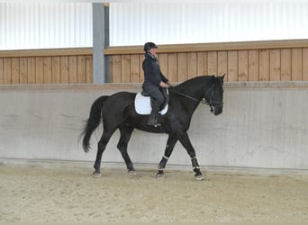 Meer warmbloeden, Ruin, 8 Jaar, 174 cm