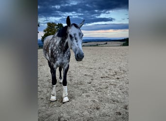 Meer warmbloeden, Ruin, 8 Jaar, 181 cm, Brown Falb schimmel