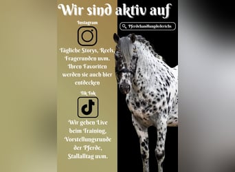 Meer warmbloeden, Ruin, 9 Jaar, 156 cm, Appaloosa