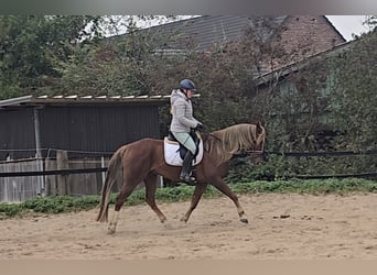 Meer warmbloeden Mix, Ruin, 9 Jaar, 159 cm, Donkere-vos
