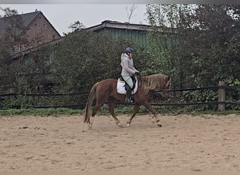 Meer warmbloeden Mix, Ruin, 9 Jaar, 159 cm, Donkere-vos