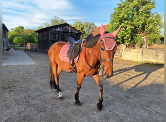 Meer warmbloeden, Ruin, 9 Jaar, 160 cm, Lichtbruin