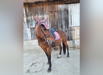 Meer warmbloeden, Ruin, 9 Jaar, 160 cm, Lichtbruin